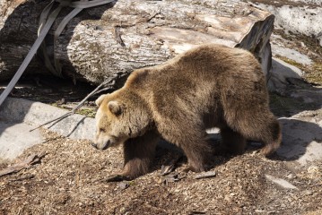 Brown bear (female)