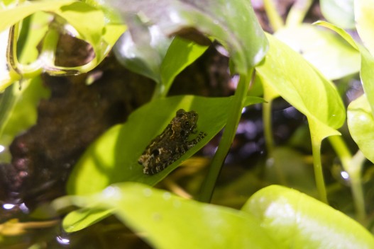 Chantaburi warted treefrog