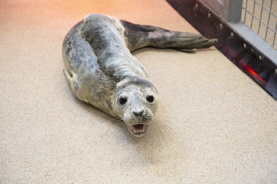 Gray seal pups from Inkoo at Wildlife Hospital (Inkoo2)