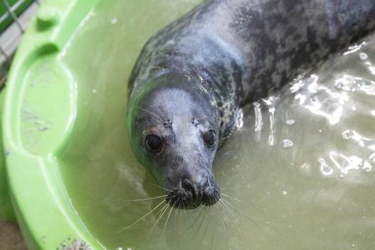 Gray seal pups from Inkoo at Wildlife Hospital (Inkoo3)