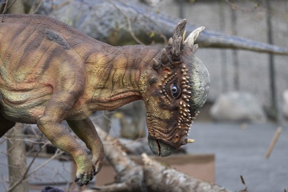 Dinosaur exhibit being built: Stygimoloch