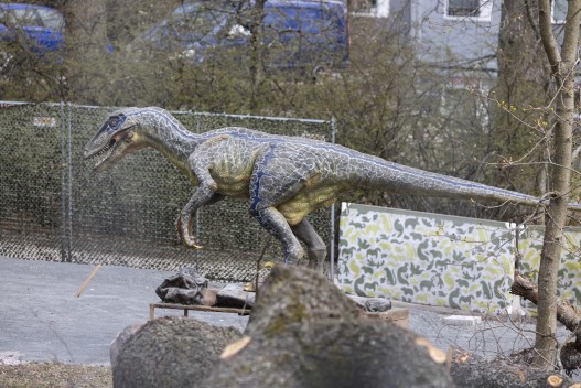 Dinosaur exhibit being built: Deinonychus antirrhopus