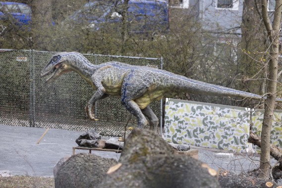 Dinosaur exhibit being built: Deinonychus antirrhopus