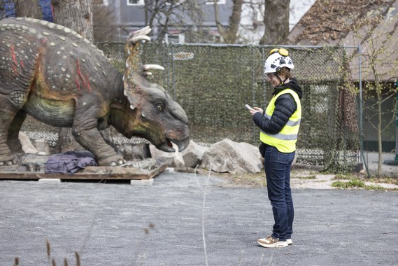 Dinosaur exhibit being built: zoo's CEO Sanna Hellström with Pachyrhinosaurus
