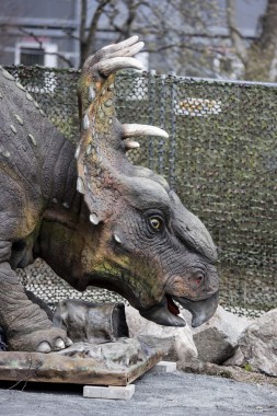 Dinosaur exhibit being built: Pachyrhinosaurus