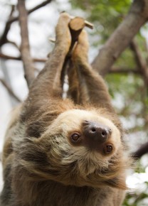 Hanging sloth