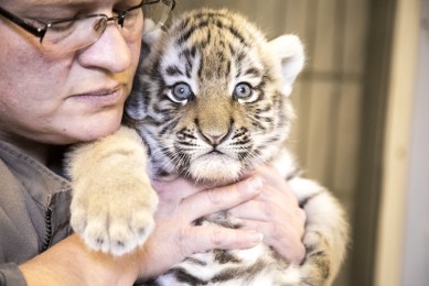 Amur Tiger Cub vet check