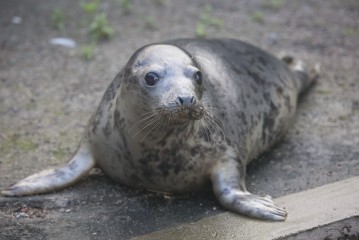 Grey Seal Pup in Korkeasaari Zoo's Wildlife Hospital
