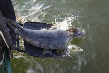 Grey Seal Pups diving