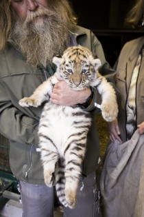 Amur Tiger Cub vet check