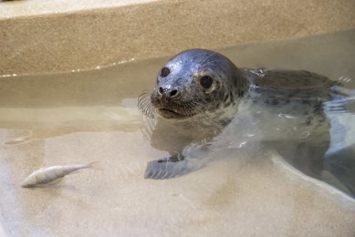 Grey Seal pup in Korkeasaari Zoo's Wildlife Hospital  - Learning to Fish
