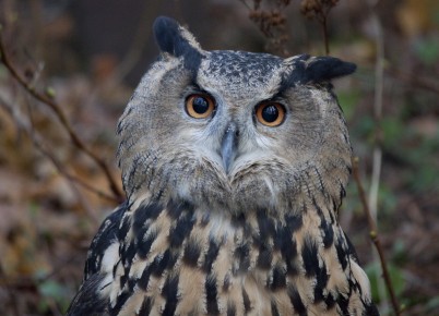 Eurasian Eagle-Owl staring
