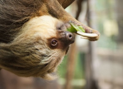 Sloth is eating her favourite food, salad.
