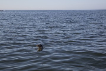 Grey seal pup swimming