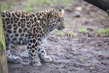 Amur leopard cub