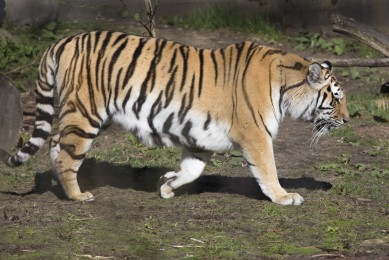 Pregnant female Amur Tiger