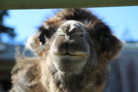 Comestic Bactrian Camel close-up