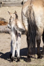 A day old Przewalski's Wild Horse foal