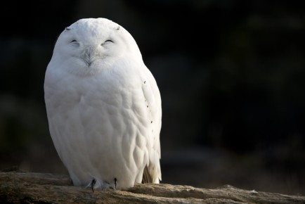 Happy snowy owl