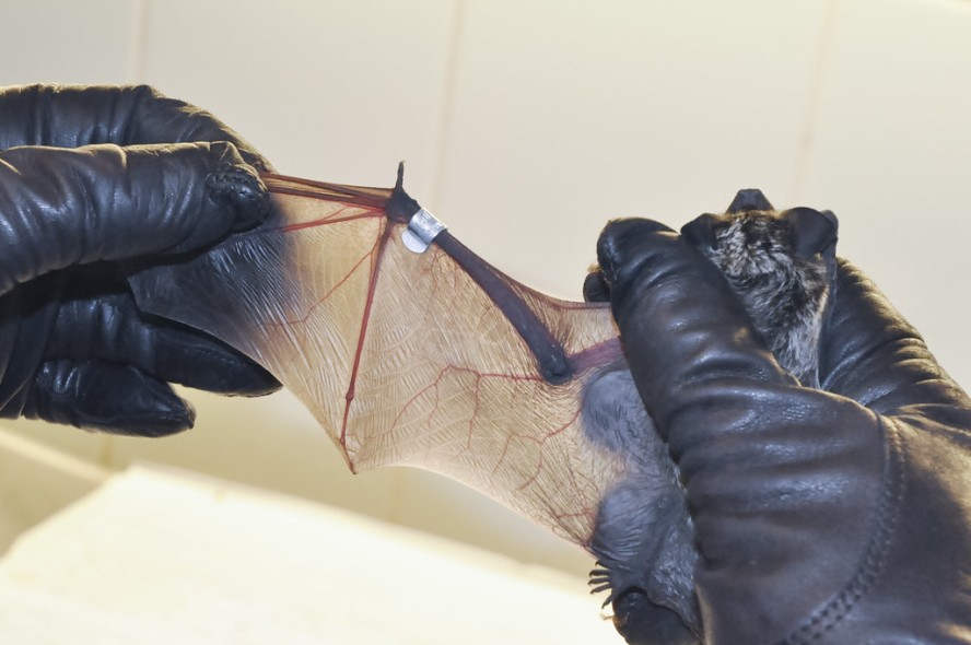 Parti-coloured bat, Korkeasaari Zoo's Wildlife Hospital
