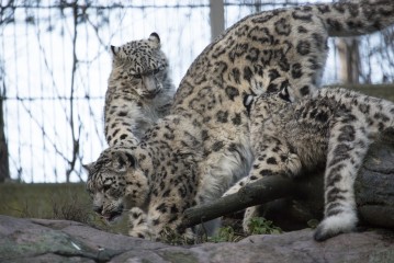 Snow Leopard cubs greeting their mother