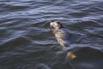 Grey seal pup swimming