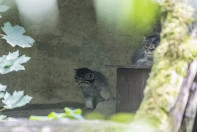 Manul cubs exploring