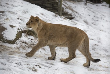 Asian lion cub