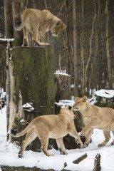 Three cubs playing king of the hill