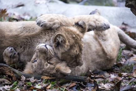 Asian lion cubs playing around