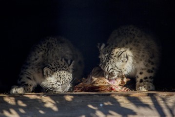 Snow leopard cubs eating in their den
