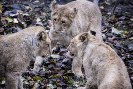 Asian lion cubs fooling around
