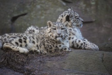 Snow Leopard cubs taking it easy