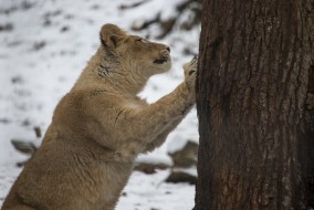 Asian lion cub sharpening claws