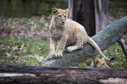 Asian lion cub