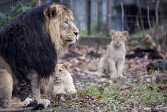 Father and cubs