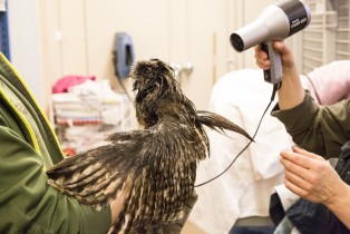 Drying tawny owl in Korkeasaari Zoo's Wildlife Hospital
