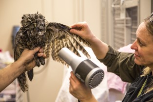 Drying tawny owl in Korkeasaari Zoo's Wildlife Hospital