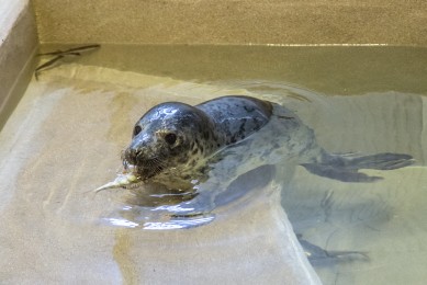 Grey Seal pup in Korkeasaari Zoo's Wildlife Hospital - Learning to Fish