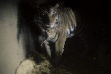 CCTV camera footage from tiger den