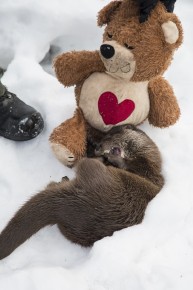 Young orphaned otter has a playmate