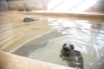 Seal pup in Korkeasaari Zoo's Wildlife Hospital (2019)