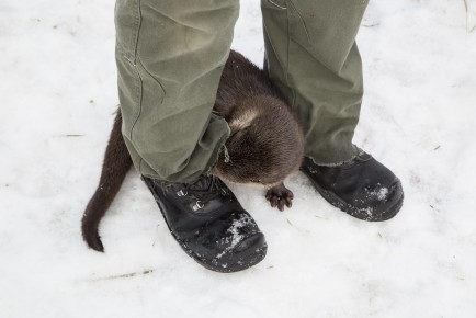 Young orphaned otter and a keeper
