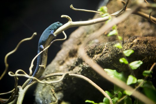 Turquoise Dwarf Gecko male