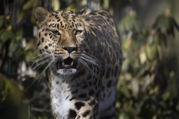Amur leopard female