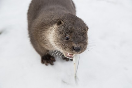 Young orphaned otter eating a fish