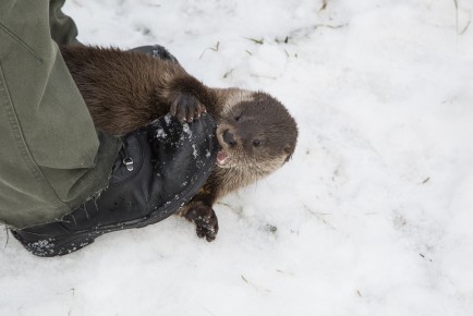 Young orphaned otter attacking the keeper's shoe