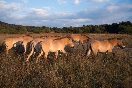 Two Helsinki Zoo horses have joined the herd of Aschaffenburg, Germany