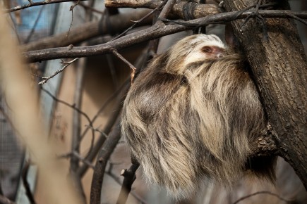 Hoffmann's sloth hanging in there