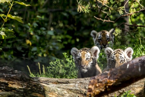Amur Tiger Cubs